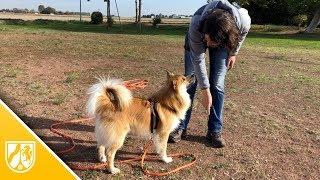 Typische Fehler: Das können Hundehalter besser machen