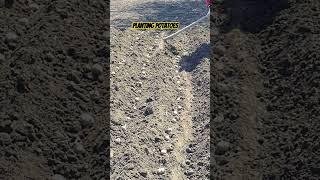 planting potatoes #trending #shortvideo #romania #gardening #planting plan