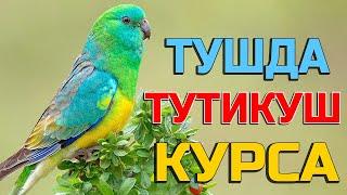 Тушда Тутикуш курса - Tushda To'tiqush ko'rsa