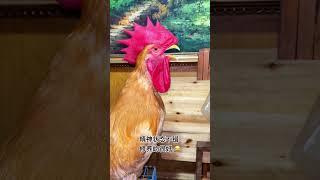# Rooster # Cute pet # You are too beautiful # Daily life of cute pet # Animal confusing behavior