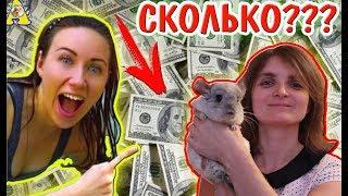 СКОЛЬКО ЗАРАБАТЫВАЕТ Elli Di Pets (Элли Ди) и КАНАЛ ХОМКИ? КАКОЙ ДОХОД У БЛОГЕРОВ? / Alisa Easy Pets