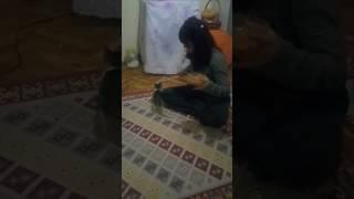 Zipir kedi