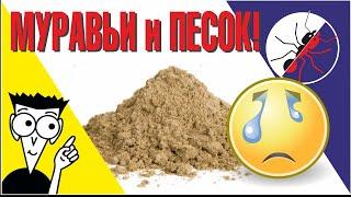 Что делают муравьи с песком на арене? Античайник.