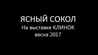 ЯСНЫЙ СОКОЛ на выставке КЛИНОК весна 2017