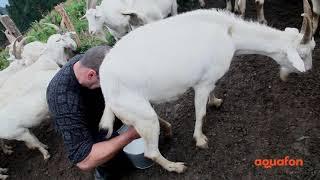 В Горах Абхазии. Скотоводство