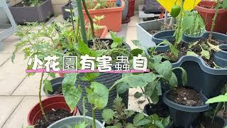 小花園被害蟲入侵怎麼辦？三招夾攻除蟲去除花園大部份害蟲，兩分鐘學會花園除蟲