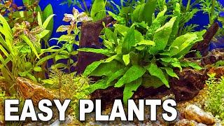 My Top 10 Easy Beginner Aquarium Plants