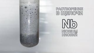 Растворение НИОБИЯ в растворе ГИДРОКСИДА НАТРИЯ. Reaction of NIOBIUM with ALKALI. Опыты по химии
