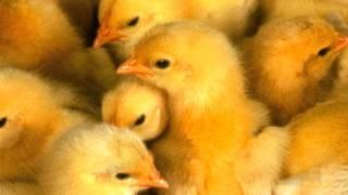 Ballet of the Unhatched Chicks (From "Pictures at an Exhibition)