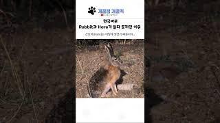 한국어로 Rabbt과 Hare가 둘다 토끼인 이유