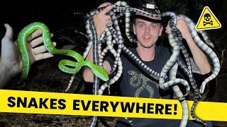 Snake Island: SEA SNAKES & PIT VIPERS