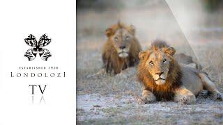 Virtual Game Drives: The Week in Video #11 - Londolozi TV