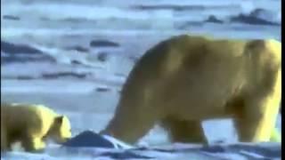 Белый медведь, природа Севера | The polar bear, the nature of the North