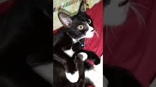 Funny cutes cat viral.. #shorts #cutecat #fyp #funny #funnyshorts #reels