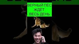 ПРАВИЛЬНЫЙ РАЗГОВОР С МОШЕННИКОМ #мошенники #разводпотелефону #разводилы #обманулинаденьги #пёс
