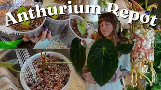 repot my anthurium with me  moodeanum propagation update, seedlings, & my fave dark anthurium