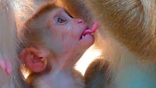 Omg.! Tiny Lucie tries to s-t.e.a.l Libby's milk | Angkor National Park | Best Video Clip | Wildlife