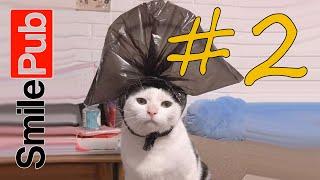 КОТЫ 2020 Смешные коты приколы с кошками до слез – Смешные кошки 2020 – Funny Cats