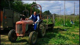 Hop Farming and Brewing British Beer - Bringing In The Hops