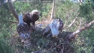 Солнечный орёл в Ульяновске — старший птенец не отдаёт добычу никому! 10 07 2021