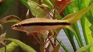 SAE Siamese Algae Eaters at Wattley Discus