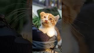 #youtubeshorts #dailydose #explore #shortvideo #quickvids #trending #contentcreator #kids #cat #cats