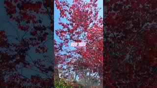 Red Tree Beautiful #california #usa #redtree @izahd #tree #beautiful #ofwhongkong #ofwlife