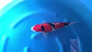 Yamamatsu Koi Farm - Tategoi Sanke