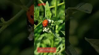 What is montelukast used for?