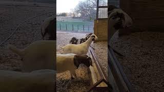 Dreamer instructing Kent on Feeding #goats #goatfarming #goatfarm #goat#goatlife#goatlovers