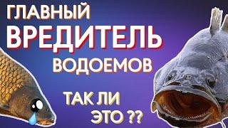 Ротан - главный вредитель водоемов? Так ли это?