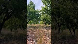 Apricot harvest - Super nature #shorts