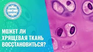   Может ли хрящевая ткань восстановиться?