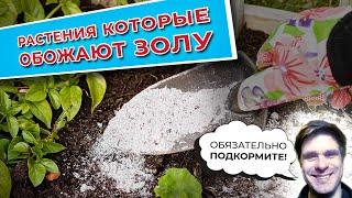 Растения, которые обожают золу. Обязательно подкормите!