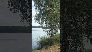 Рыбалка   в Ярославской области России #природа #nature #amazing #forest #рф #fishing #Russian #rus