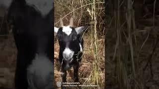 Curious Goat Loves to Nibble!