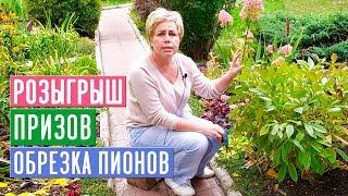 ОБЯЗАТЕЛЬНО ПОСМОТРИТЕ ЭТО ВИДЕО ПЕРЕД ОБРЕЗКОЙ ПИОНА  РОЗЫГРЫШ ПРИЗОВ / Садовый гид