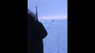 Polar bear hunt