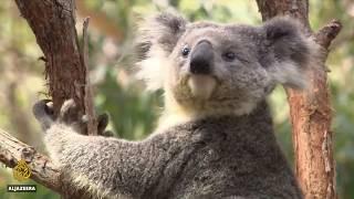 Al Jazeera report on endangered koalas