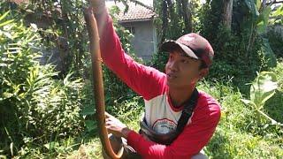 Mancing Belut Besar | Bikin Panik‼️ Saat Belut Mocel dan Sempat Lepas