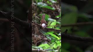 BIRD SOUNDS Chaffinch singing #birds , #birdschirping, #relaxinginnature #nature #relaxing