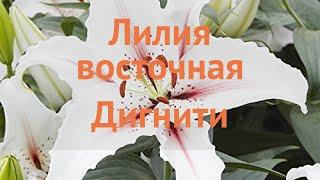 Лилия восточная Дигнити (lilium hybrid tango graffiti)  обзор: как сажать, луковицы лилии Дигнити