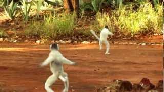 Dancing Sifaka - Berenty - Madagascar