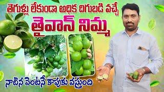 తెగుళ్లు రాని త్వరగా కాపుకు వచ్చే తైవాన్ నిమ్మ సాగు | Taiwan Lemon Farming | AgriTech Telugu