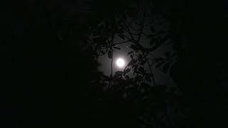 Full Moon at Night on the Background of Silhouettes of Tree Branches - Fee Stock Footage