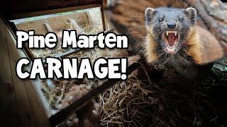 Pine Marten Massacre: Our Entire Flock Wiped Out Overnight!