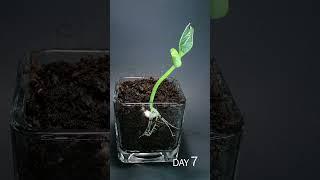 Bean Sprouting Time Lapse