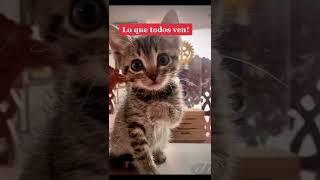 #ups #catslovers #petstory #michi #purina A #solas me #susurra que hacer! #secreto ...