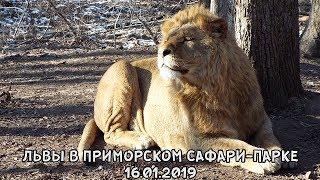 ЛЬВЫ В ПРИМОРСКОМ САФАРИ-ПАРКЕ 16.01.2019