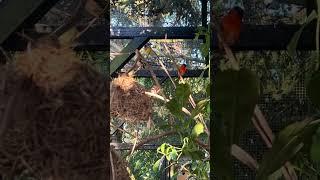 A look in the outdoor mix bird aviary #birdsounds #birdsavairy #aviary #finch #finches #birdlovers